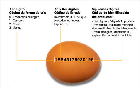 LAS DIFERENTES CATEGORÍAS Y TIPOS DE HUEVOS DE GALLINA