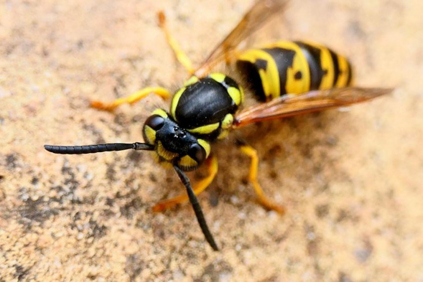 ¿cuÁntas Especies Invasoras De Avispas Hay En EspaÑaemk 5153