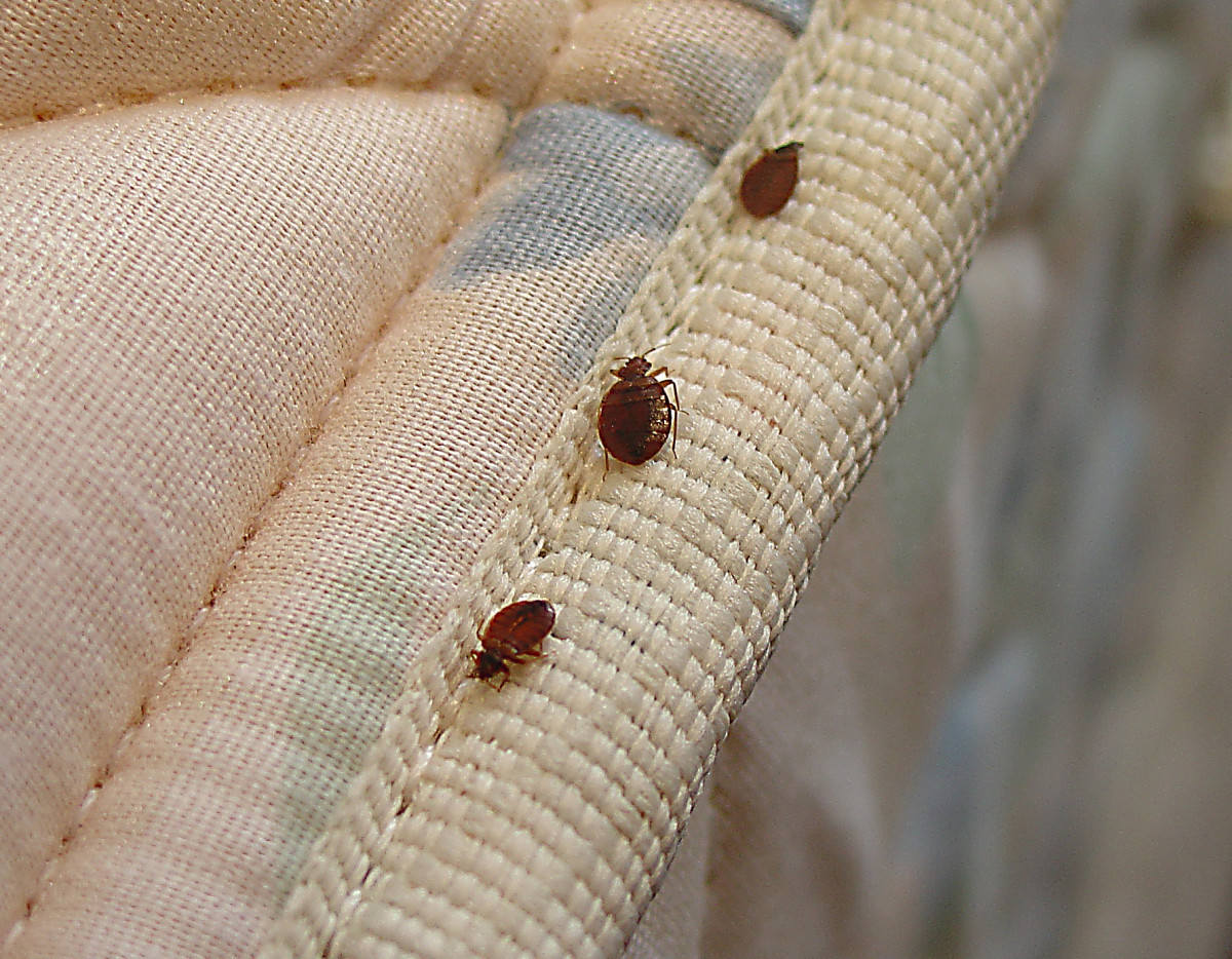 lana Contratación Comprimir Chinches de la cama
